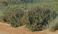 Lessertia frutescens