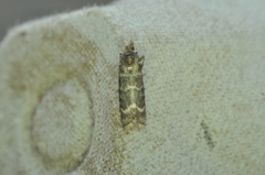 Ortholepis pasadamia