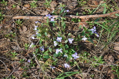 Viola canina