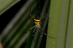 Argiope aetherea