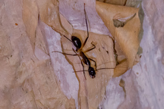 Camponotus confusus