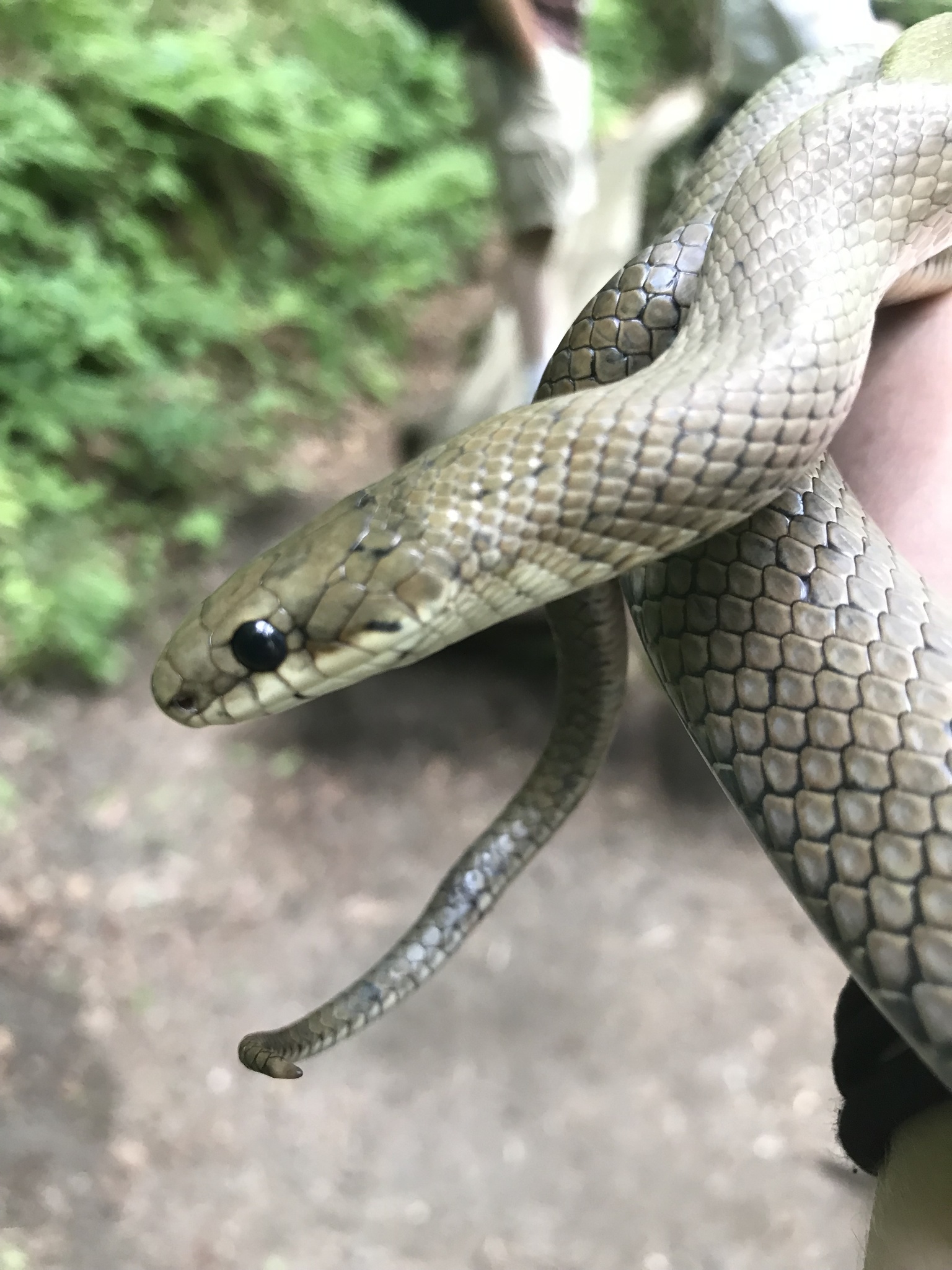Data Snake Kunashir Island Rat Snake