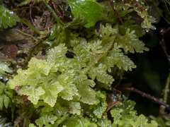 Trichocolea mollissima