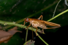 Gryllacrididae