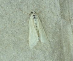 Acentria ephemerella