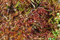 Vaccinium microcarpum