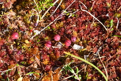 Vaccinium microcarpum