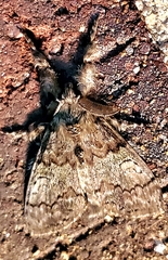 Dasychira vagans