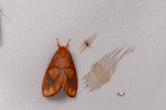 Matsumursine horishanella