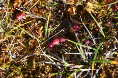 Vaccinium microcarpum