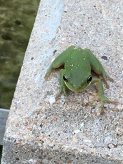 Hyla