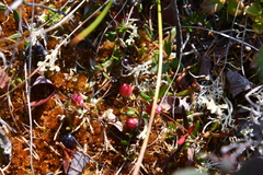Vaccinium microcarpum