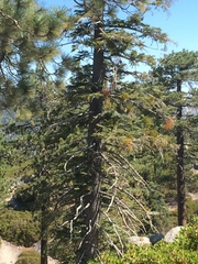 Phoradendron pauciflorum