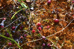 Vaccinium microcarpum