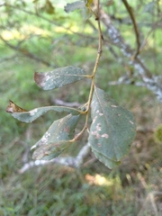 Salix atrocinerea
