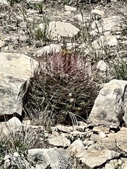 Hamatocactus hamatacanthus
