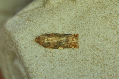 Archips argyrospila