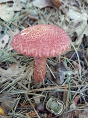 Suillus spraguei image