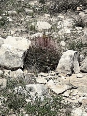 Hamatocactus hamatacanthus