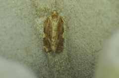 Archips argyrospila