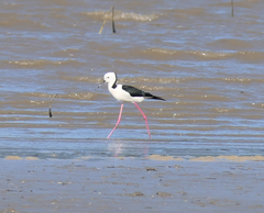 Himantopus leucocephalus
