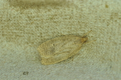 Psilocorsis reflexella