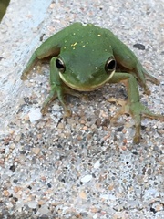 Hyla