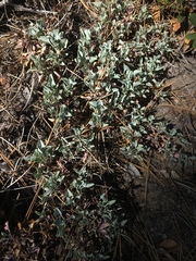 Penstemon caesius