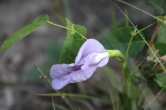 Clitoria mariana