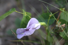 Clitoria mariana
