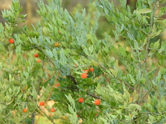 Osyris lanceolata