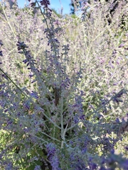 Orthoptera