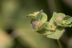 Euphorbia hirsuta