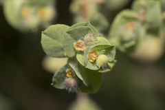 Euphorbia hirsuta