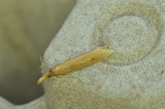 Donacaula melinellus