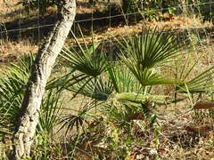 Chamaerops humilis