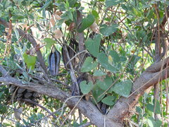 Aristolochia baetica