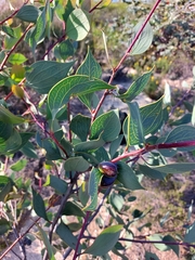 Hakea petiolaris