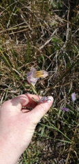 Gladiolus carinatus