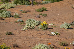 Atriplex lindleyi inflata