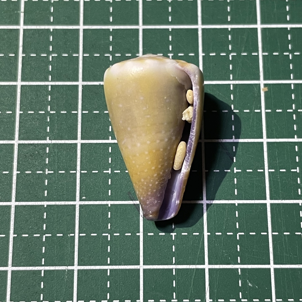 Blood-stained cone