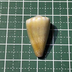 Conus sanguinolentus
