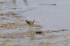 Xenus cinereus