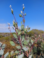 Hakea petiolaris