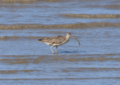 Numenius madagascariensis