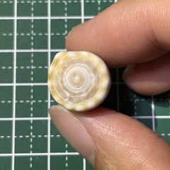 Conus sanguinolentus