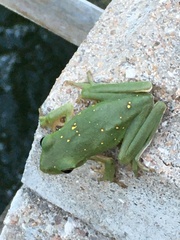 Hyla