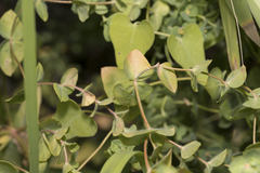 Euphorbia hirsuta