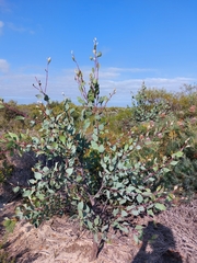 Hakea petiolaris
