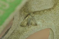 Hypenodes fractilinea